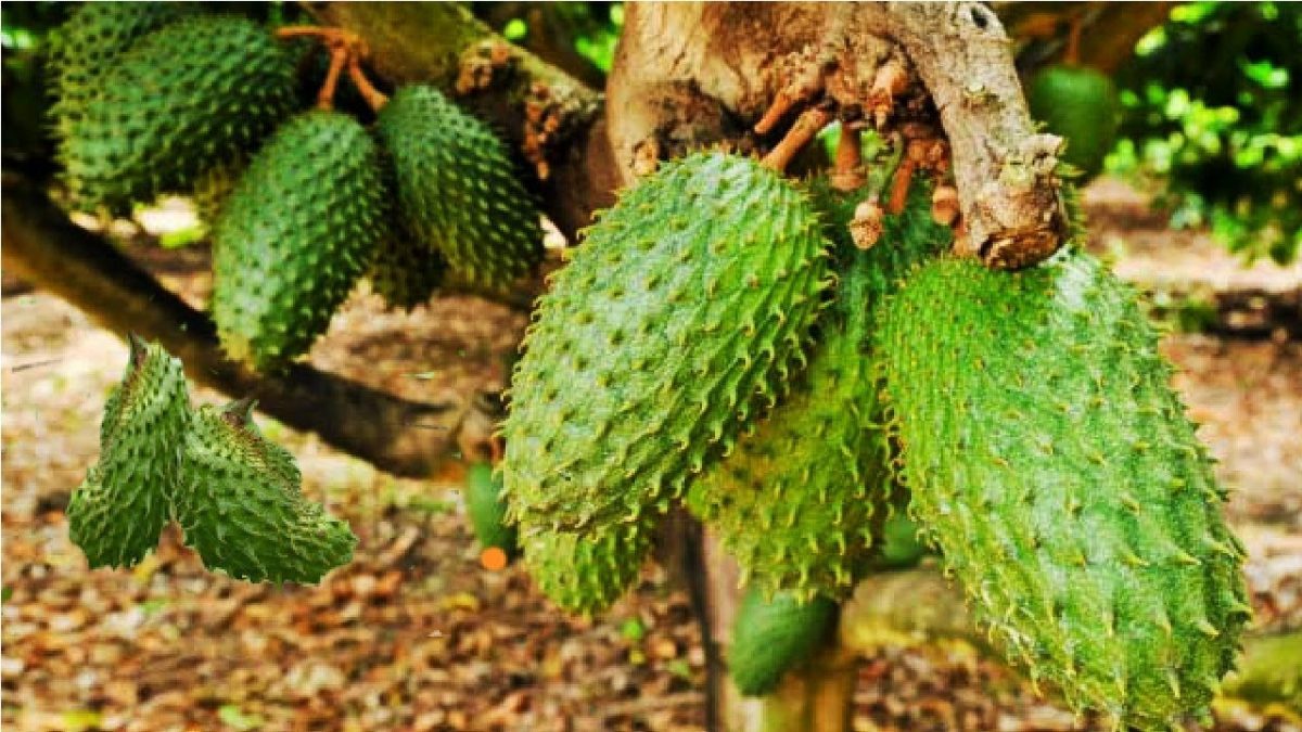 Awesome Soursop Fruit Farm and Harvest – Soursop Cultivation Agriculture Technology