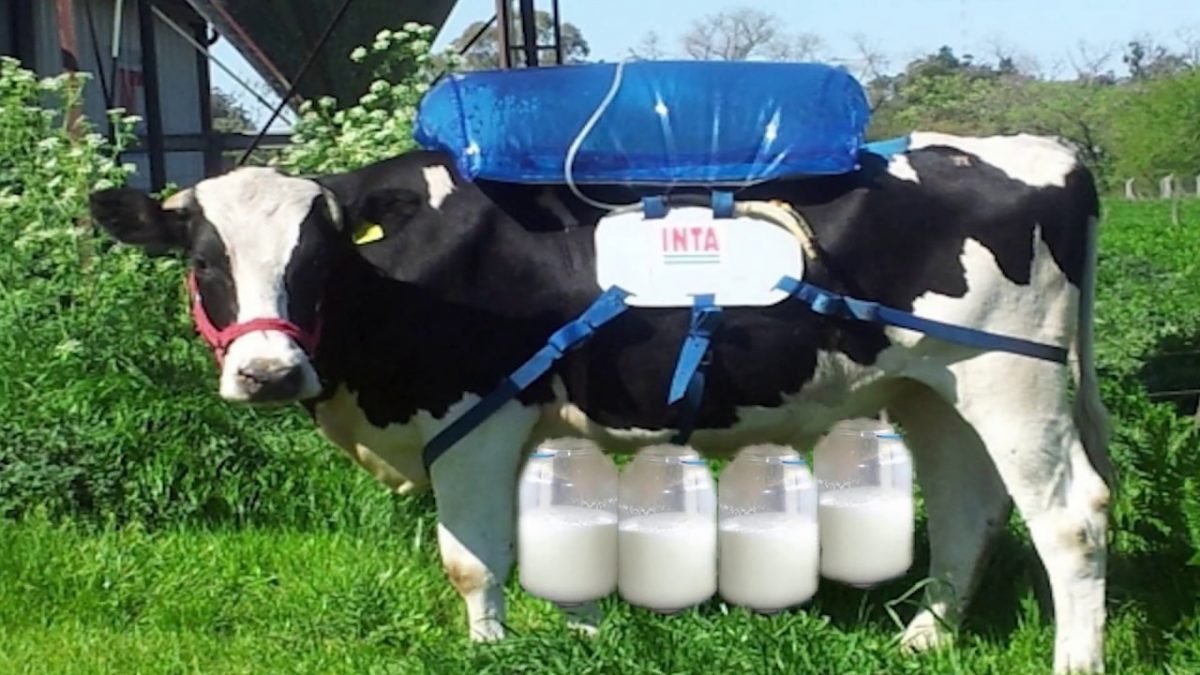 Intelligent Technology Modern Cow Milking Hay Straw Silage Calf Feeder Machine Transportation Dairy