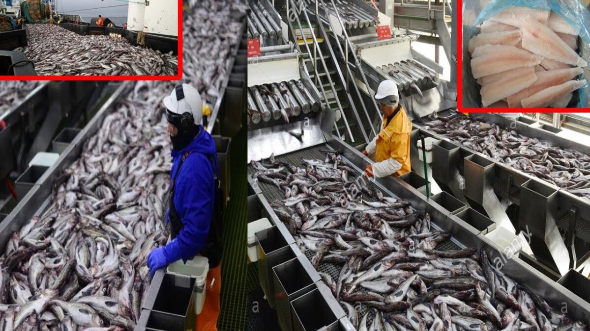 Amazing modern fishing technology line – Catching and Processing Fish on a Freezing Trawler
