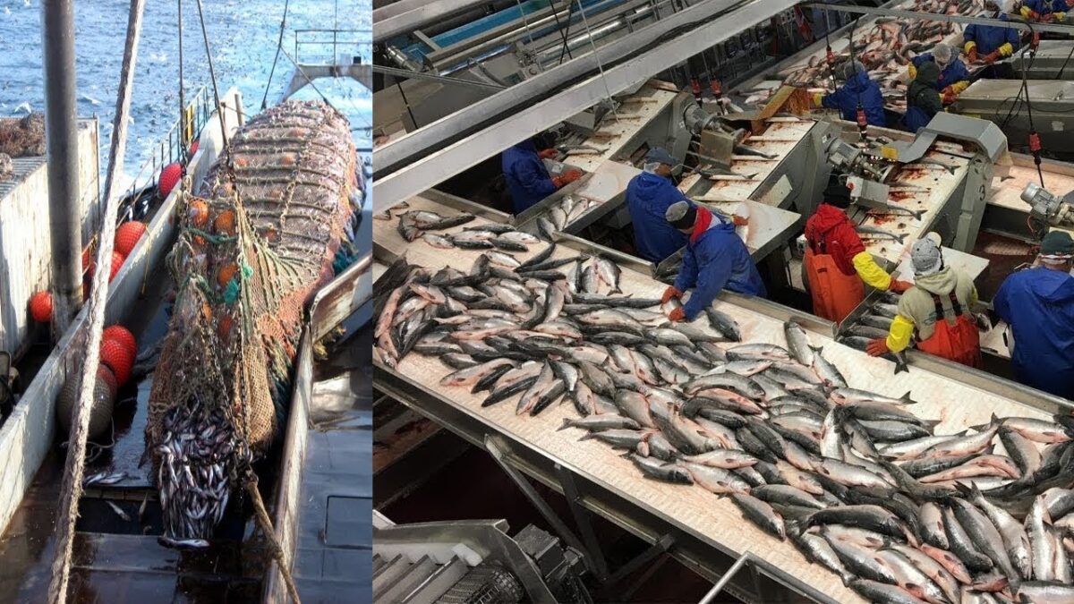 Amazing modern Net fishing technology line – Catching and Processing Fish on a Freezing Trawler #02