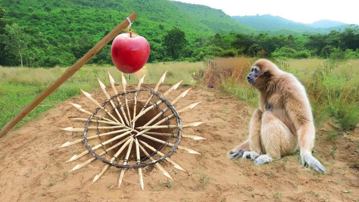 Easy Monkey trap technology make from Wood