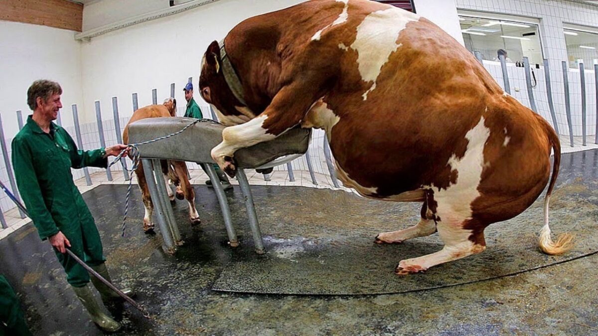 Amazing Modern Farming Cow Technology Processing, Fast Chicken Harvesting Line Machine Save for Time