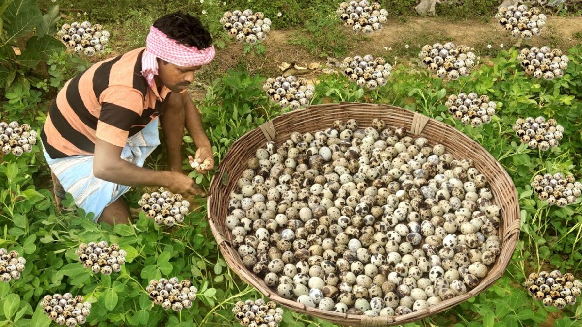 Primitive Technology: Finding QUAIL EGG in the Village Land Cooking Eating Delicious VILLAGE HUNTER