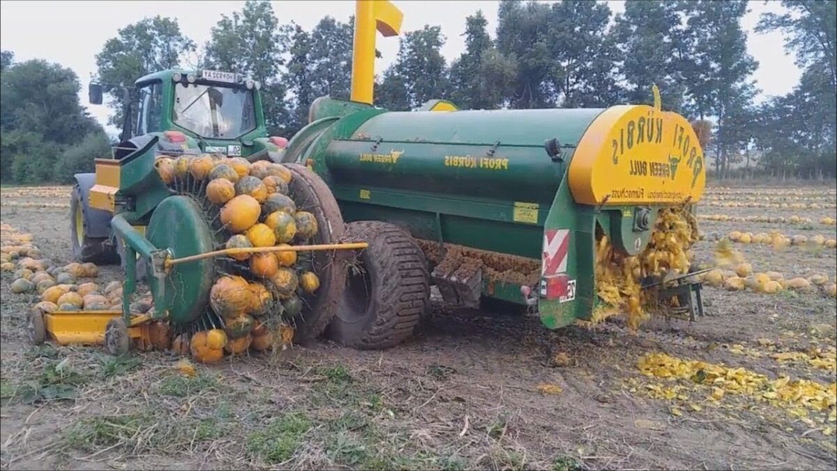 How To Harvest Pumpkins In Farm, Modern Agriculture Technology You Must See, Carrot Harvest Machine