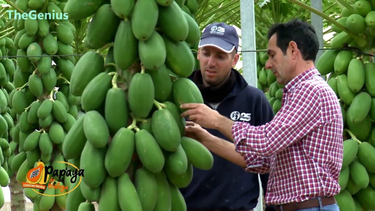 World Ingenious Harvesting Technology, Amazing Agriculture Machines