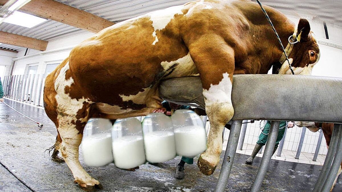 This is the most modern farming cow milking technology you’ve ever seen. Amazing dairy farming