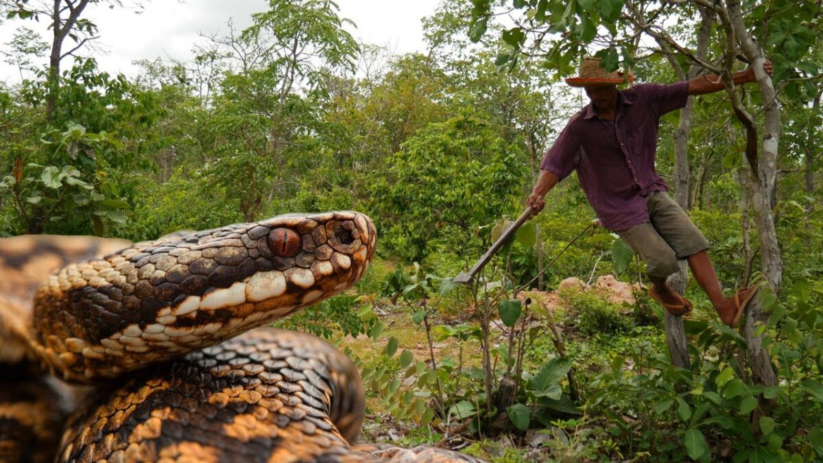 Primitive Technology: Amazing Super Snake Trap Made From Rubber And White Chicken #WildernessAlone