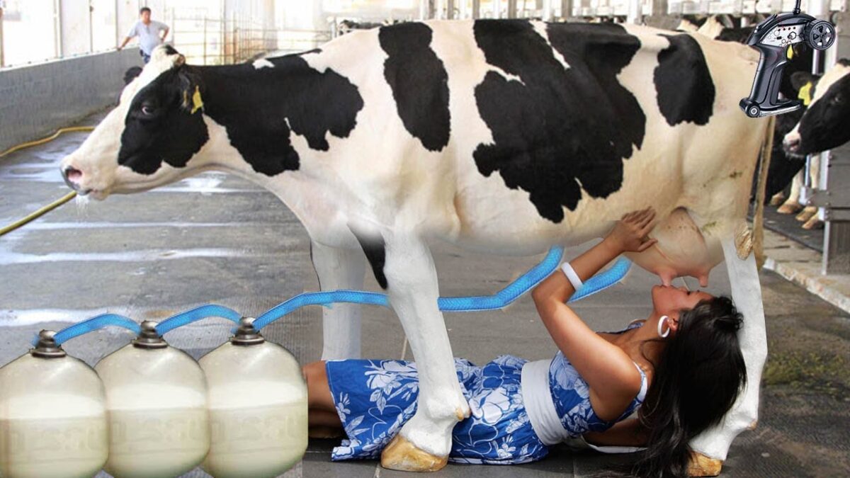 Pretty Girl Amazing Methods Save Farm Thousands Dollar Modern Cow Breeding Technology Chainsaw Cut