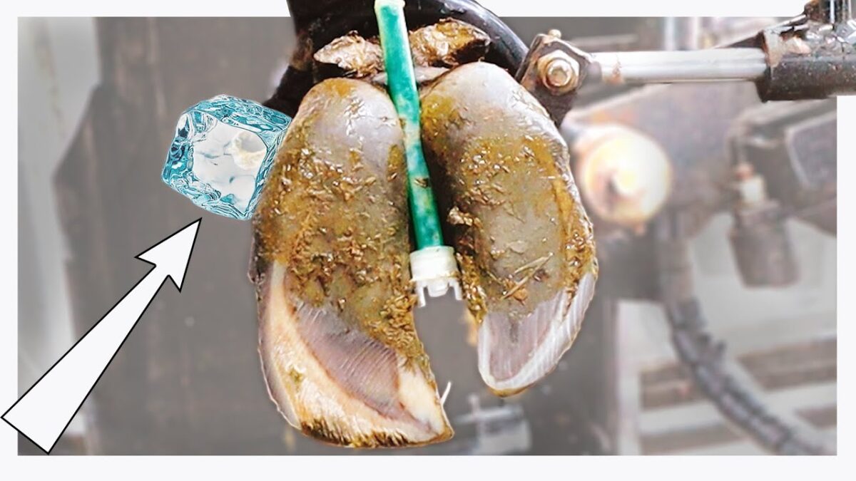 STICKING ICE CUBES TO COWS FEET! …. MODERN FARM TECHNOLOGY