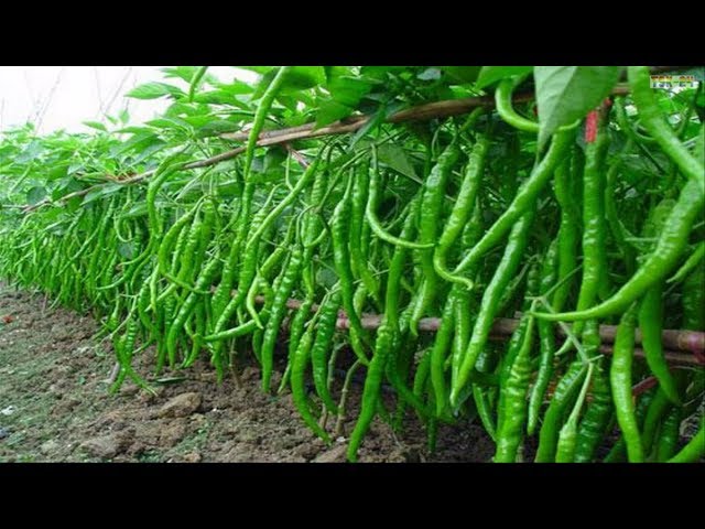 WOW! Amazing Agriculture Technology – Sweet & Chili Peppers