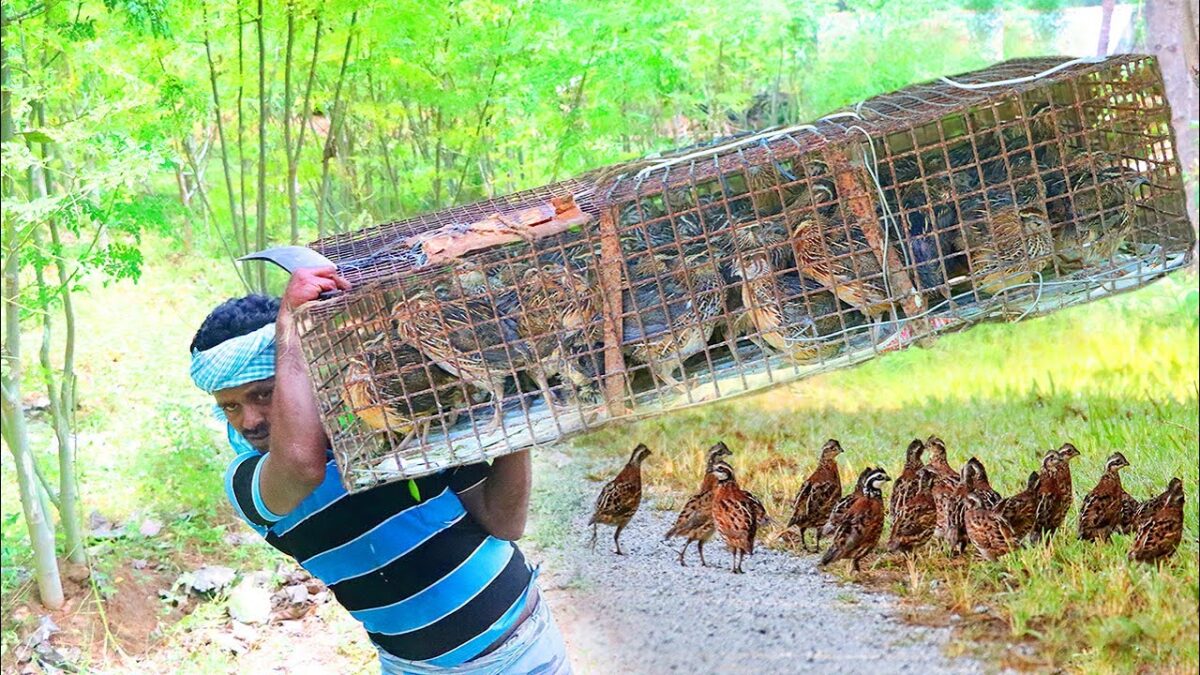 Primitive Technology: Angry Birds QUAIL Hunting And Cooking Eating Delicious in Our VILLAGE HUNTER