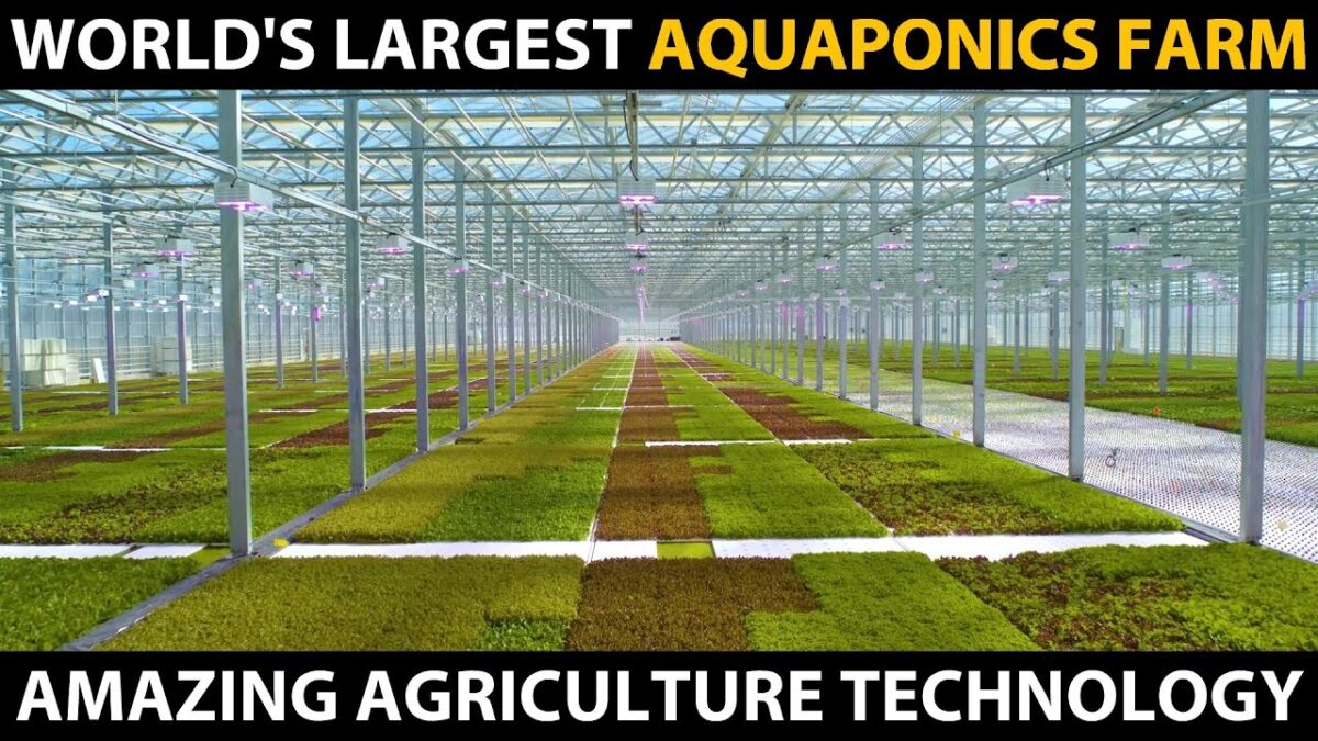 World’s Largest Aquaponics Farm | High tech Aquaponics | Amazing Agriculture Technology
