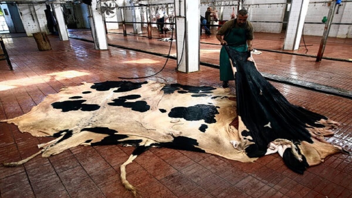 Amazing Modern Harvesting Cowhide Leather Technology Factory, How To Leather Processing is Made