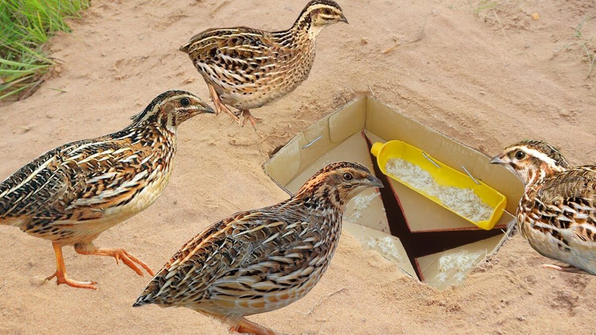 Best Quail Bird Trap Technology Make From Branches Paper Box & Deep Hole