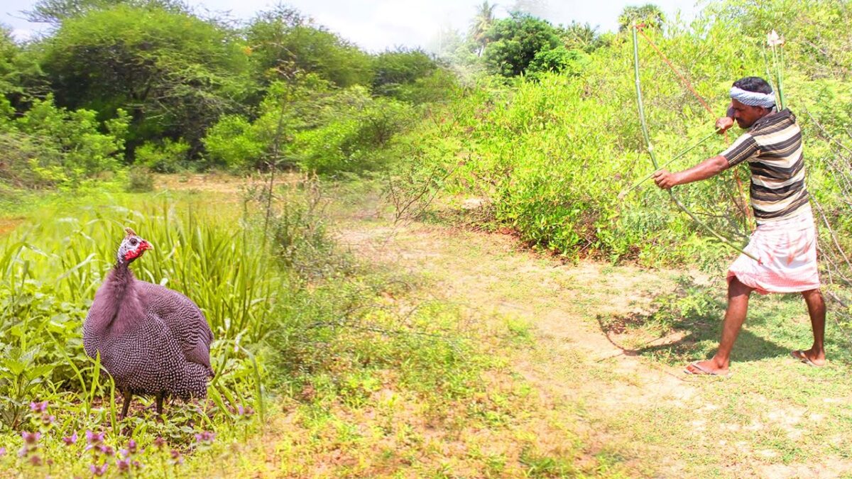 Primitive Technology: Village Land Catching and Cooking Guinea Fowl Eating Delicious VILLAGE HUNTER