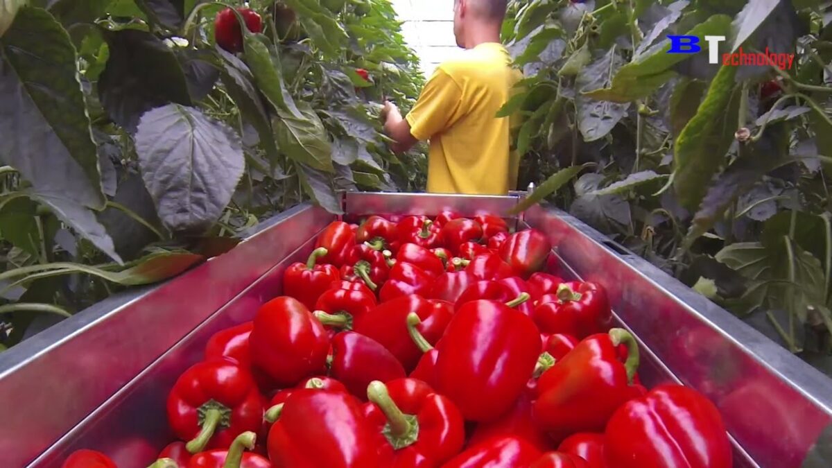 Technology of Planting And Harvesting Colorful Bell Peppers – Modern Agricultural Processing Line