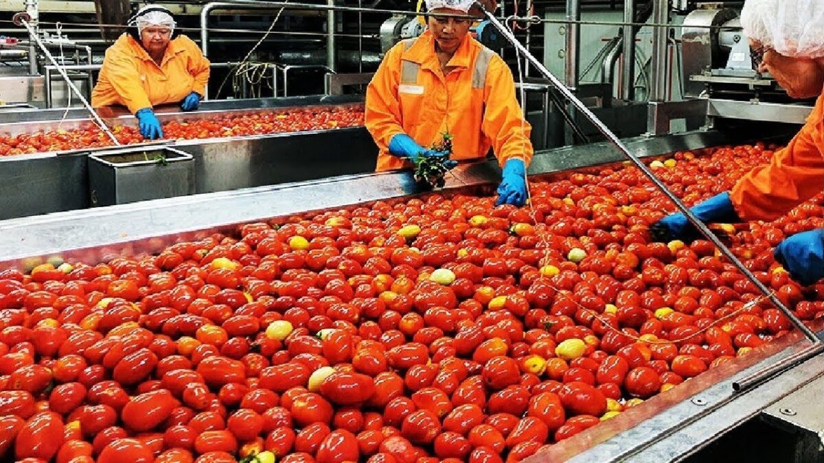 Amazing Modern Factory Processing Fruit Harvest Technology, Fastest Farming Tool & Harvest