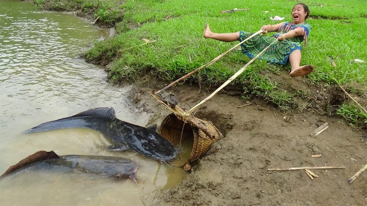 Primitive technology with fish trap survival skills – Catch fish in fish traps for survival
