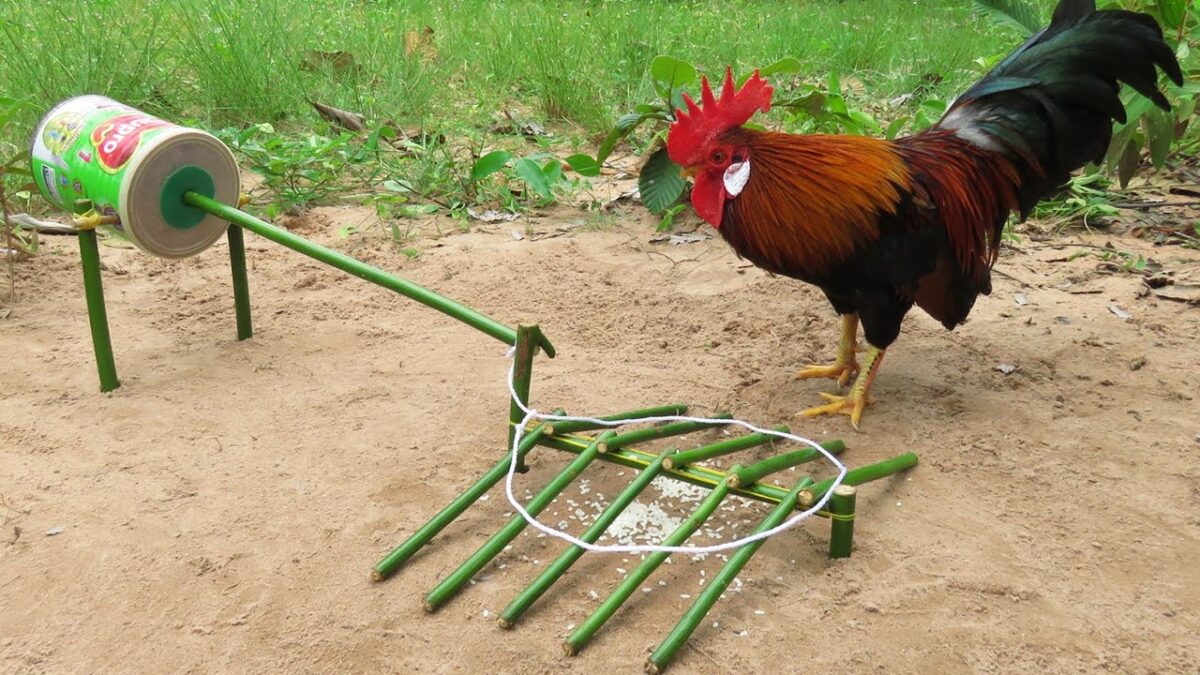 DIY Wild Chicken Trap Technology Make From Dupro Cans And Wood – Easy Creative Bird Trap