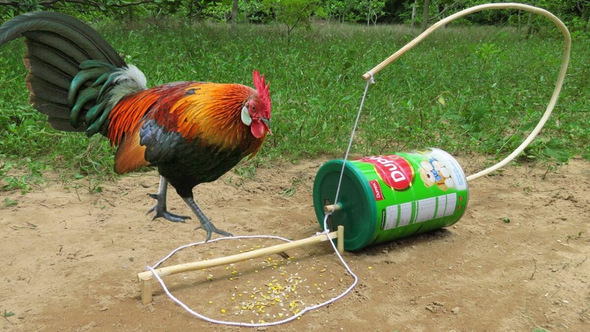 Creative DIY Wild Chicken Trap Technology Make From Wood And Dupro Cans – Unique Wild Chicken Trap