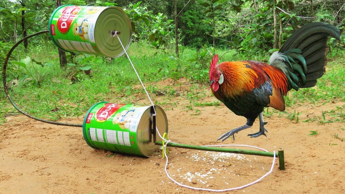 Easy Wild Chicken Trap – DIY Wild Chicken Trap Technology Build From Wood And Two Dupro Bottle