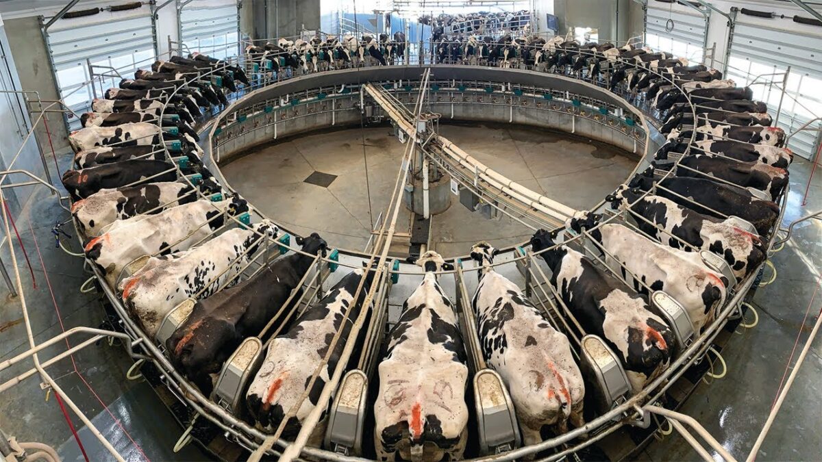 Amazing Goat&Cow Milking Rotary System – Modern Farm Technology – Cow Milk Harvesting End Processing