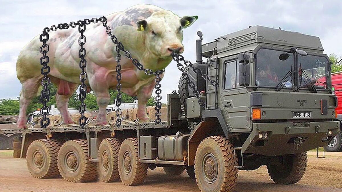Incredible modern farming transport technology. Amazing cow farming processing milking method