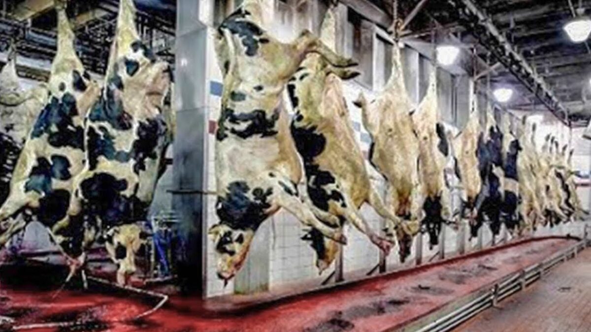 Incredible modern giant beef processing technology factory. Amazing workers cutting meat skill