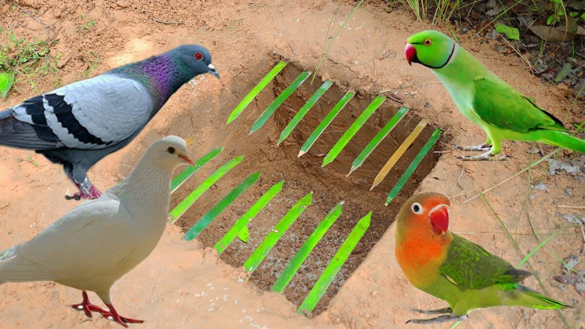 Creative Underground Parrot Bird Trap Make From Bamboo – Technology Parrot Bird Bird Trap