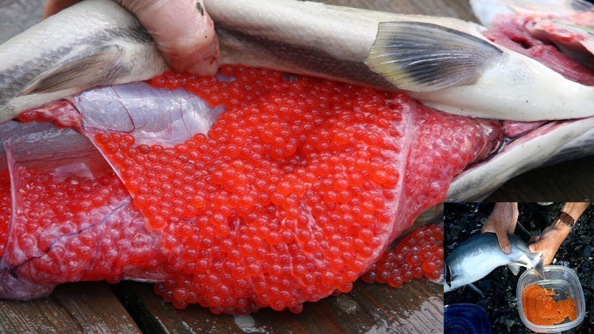 Amazing Process Harvesting Salmon Eggs, fish egg fertilization technology