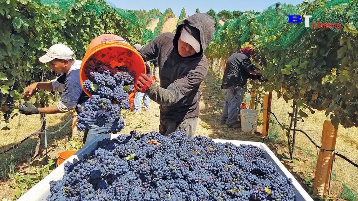 Harvest Wine Grape, Amazing New Agriculture Technology, Traditional Wine Making Processing