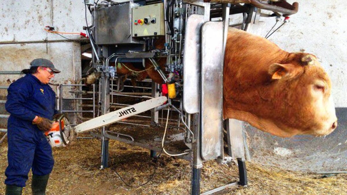 Incredible modern farming milking harvest technology. Amazing automatic cow farming factory