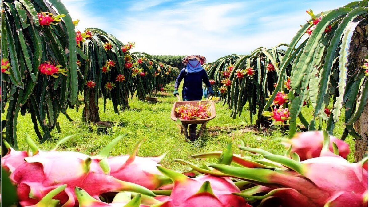 Dragon Fruit Farming And Harvesting, Dragon Fruit Processing Process, Modern Agricultural Technology