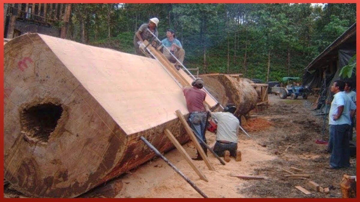 Modern Automatic Sawmill Machinery & Firewood Processing Technology