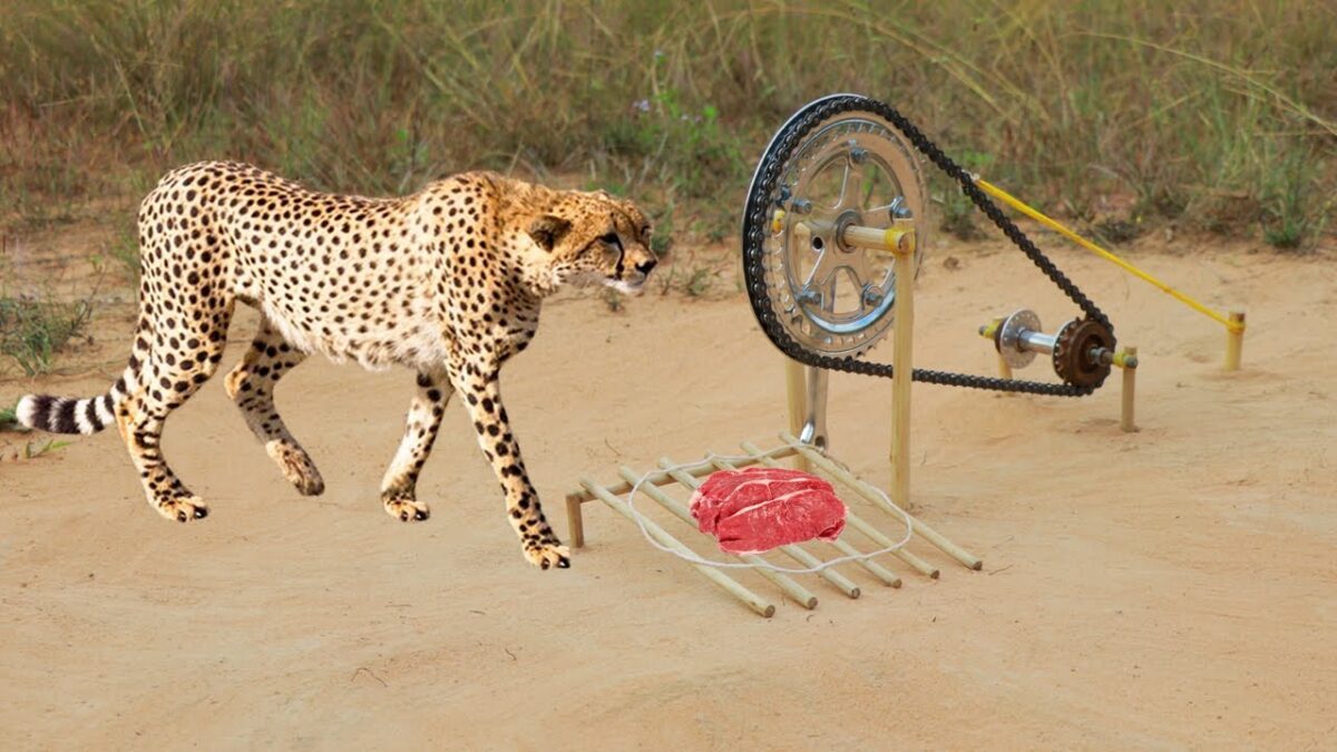 Creative Technique Easy Quick Tiger Trap Make From Bike Crank – Technology Tiger Trap