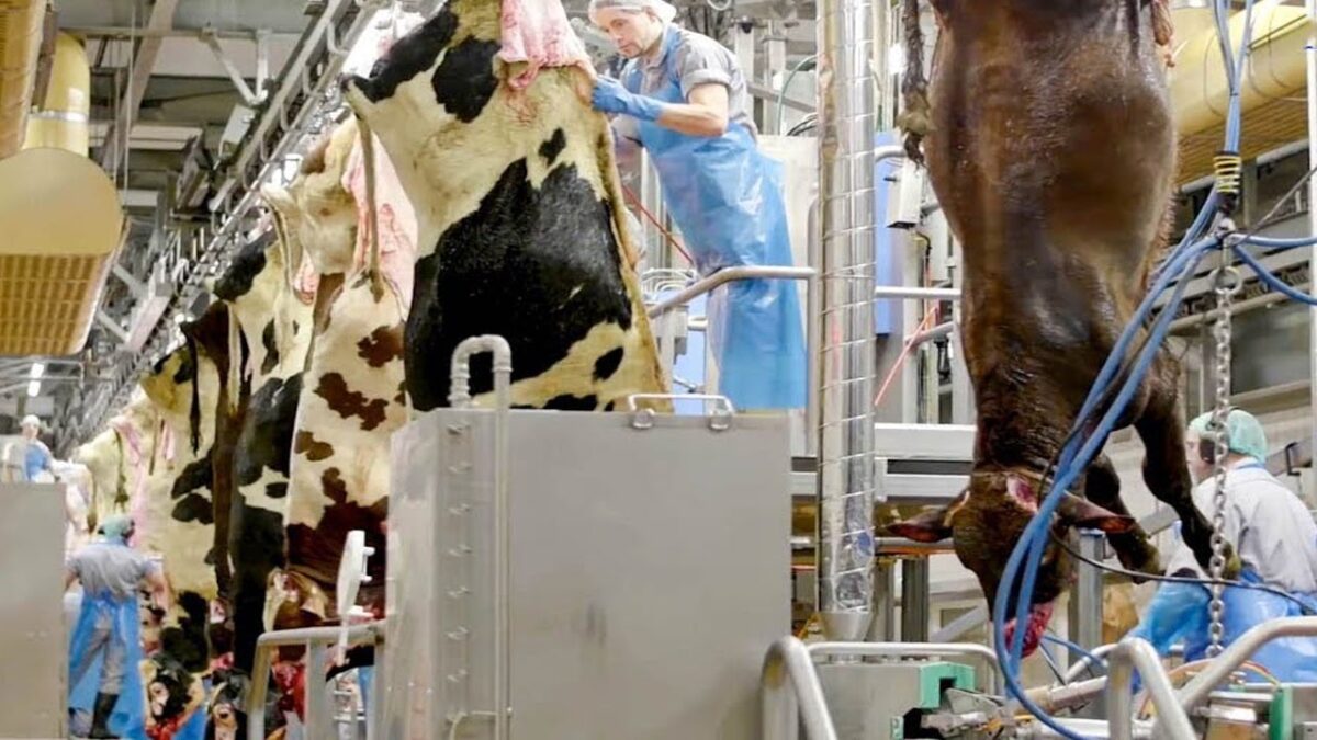 Incredible modern milking harvest method. Amazing automatic cow farming egg-takes technology