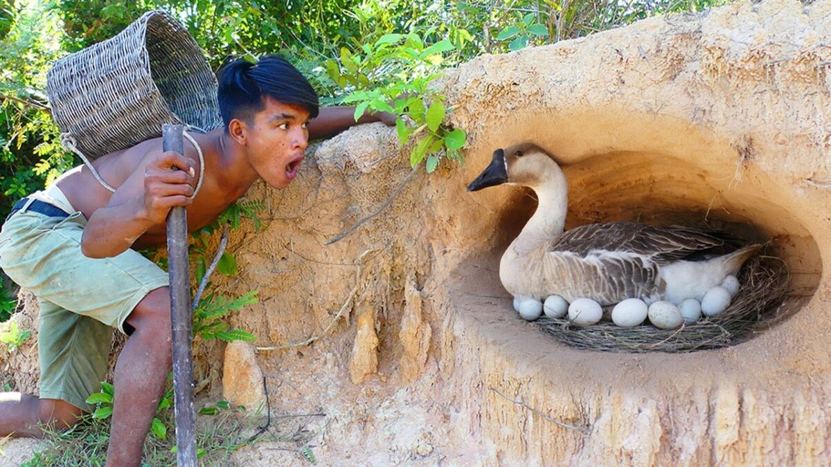 Primitive Technology: Found Goose Nest & Stalks Goose Eggs in Underground By Digging Hole