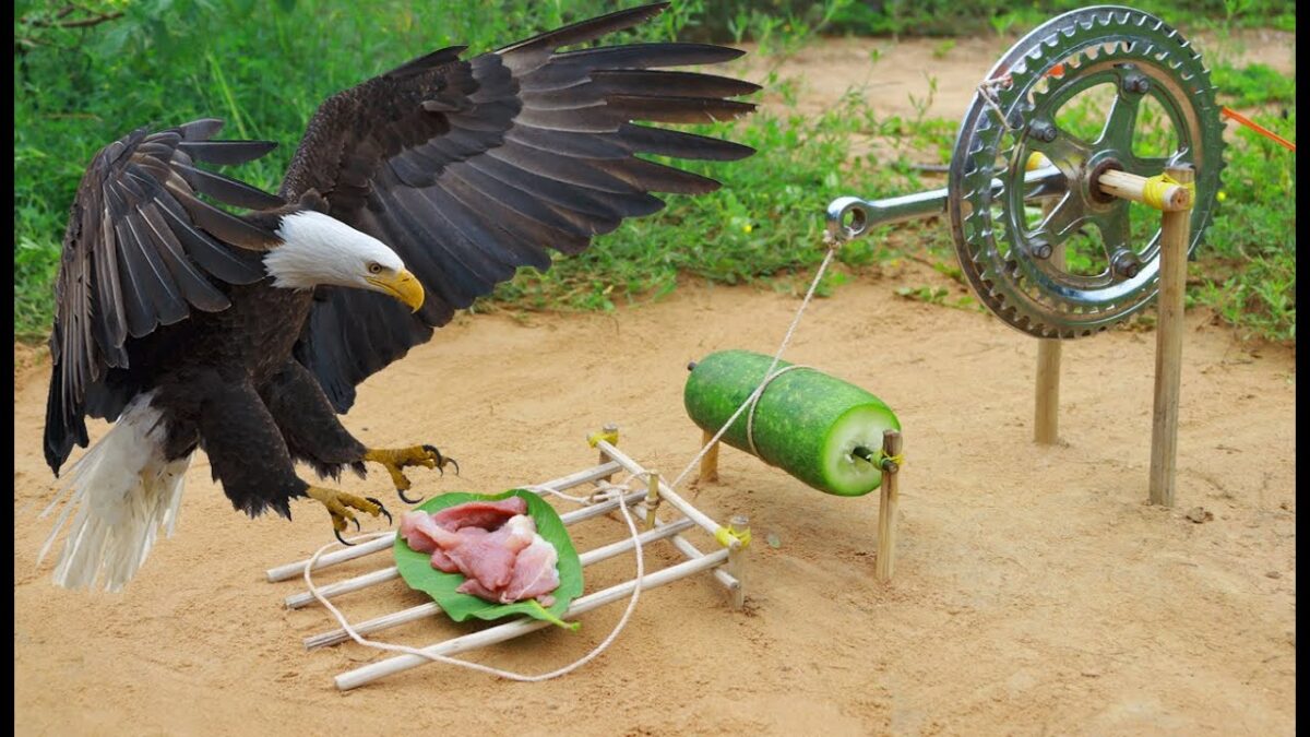Creative Technology Easy Quick Eagle Bird Trap Make From Winter Melon With Bike Crank That Work100%