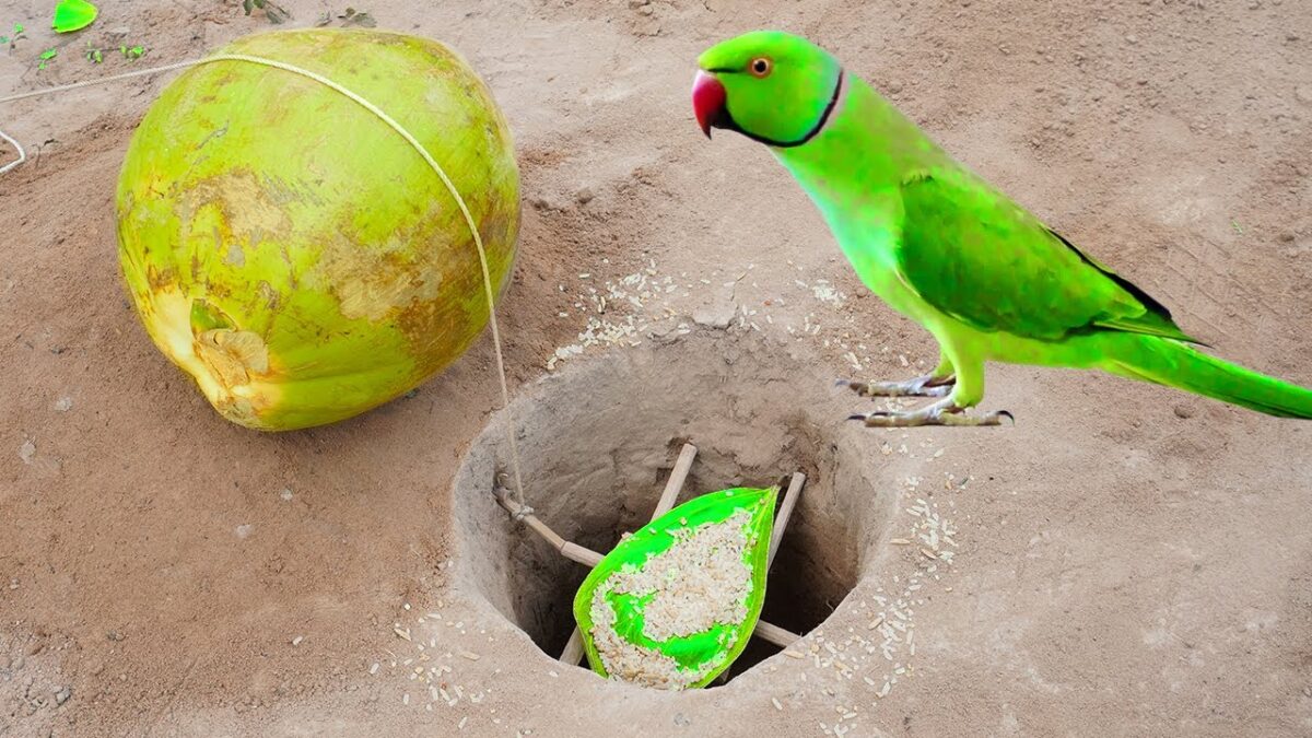 Build Unique Underground Hole Bird Trap Using Coconut – Technology Parrot Bird Trap