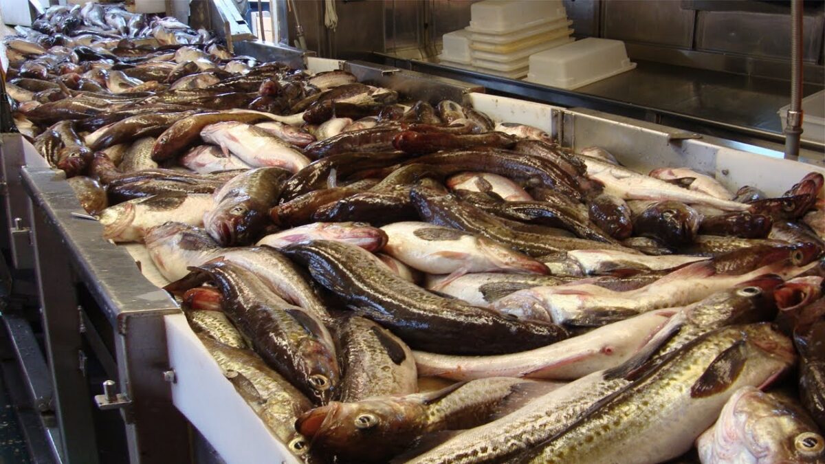 Technology fishing and Processing on a frozen fishing boat