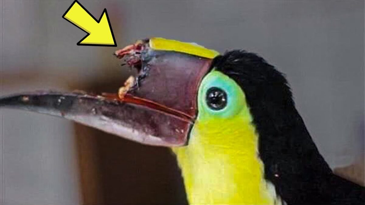 3D Printing Technology Gives Animals A Second Chance