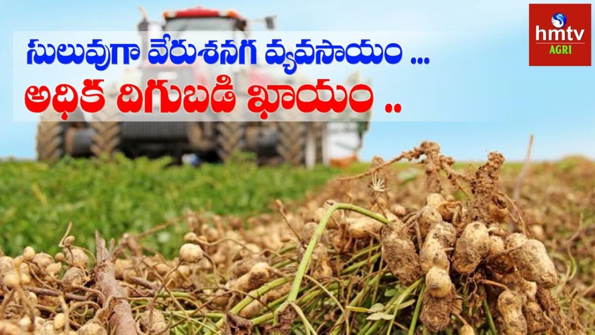 Telangana Peanut Growing Harvesting and Processing | Peanut Agriculture Technology Farming