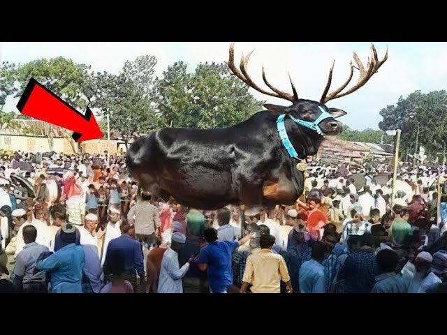देखिए दुनिया की सबसे ख़तर- नाक भेंस | Modern Cow Farming Technology
