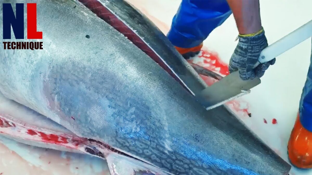 Amazing Tuna Catching and Processing Technology