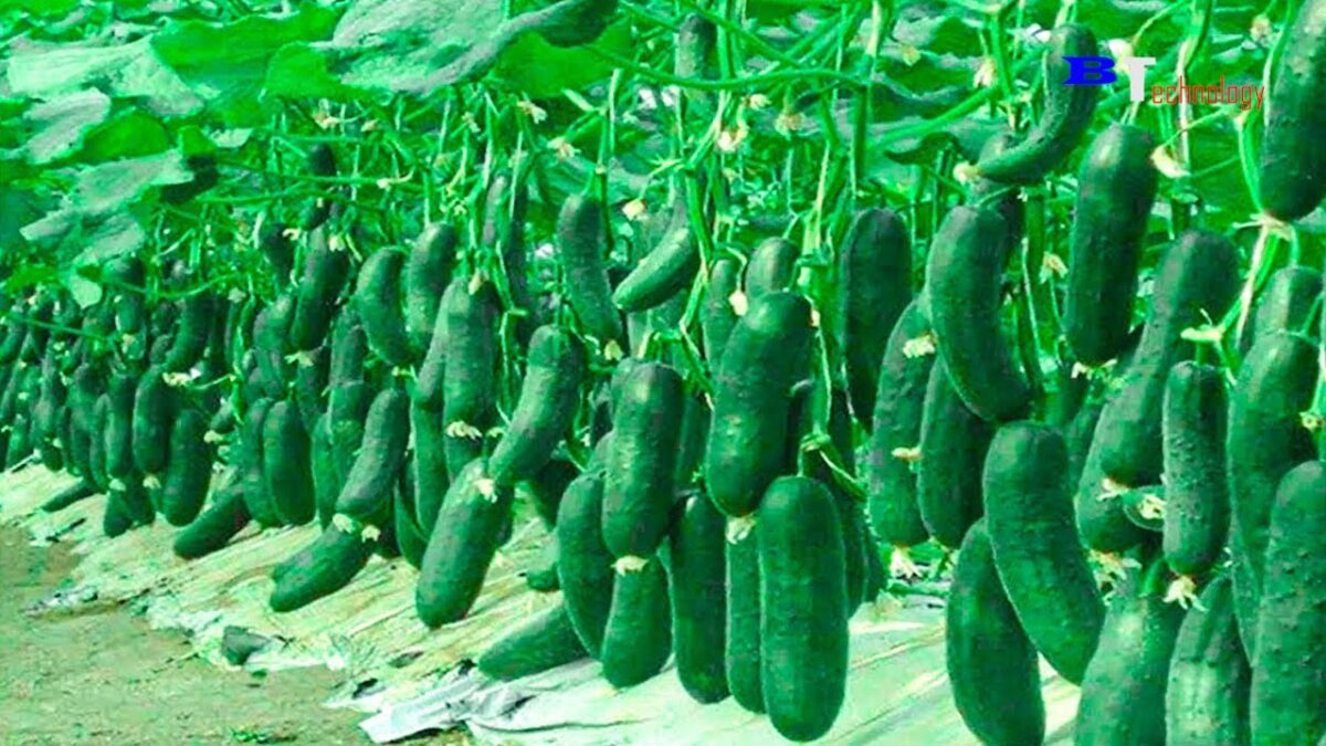 Amazing Agriculture Technology, Plant and Harvest Cucumbers in The Net House, Harvest Bell Peppers