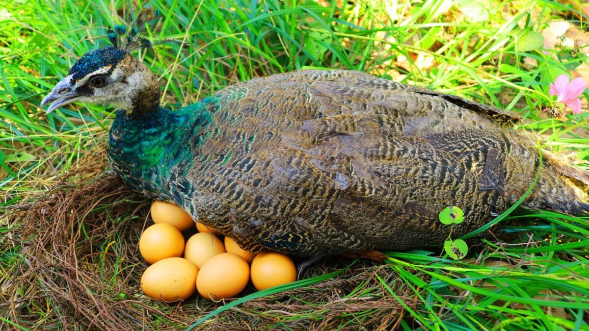 Primitive Technology – Steal peacock Bird eggs on the tree | Catch n Cook Eggs To Survive in Jungle
