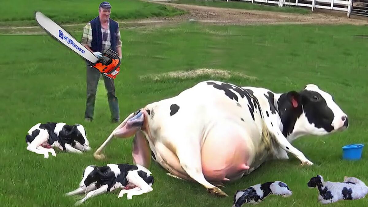 Modern Cow Dairy Farming – Cow Milking Technology Machine – Smart Dairy Farm.