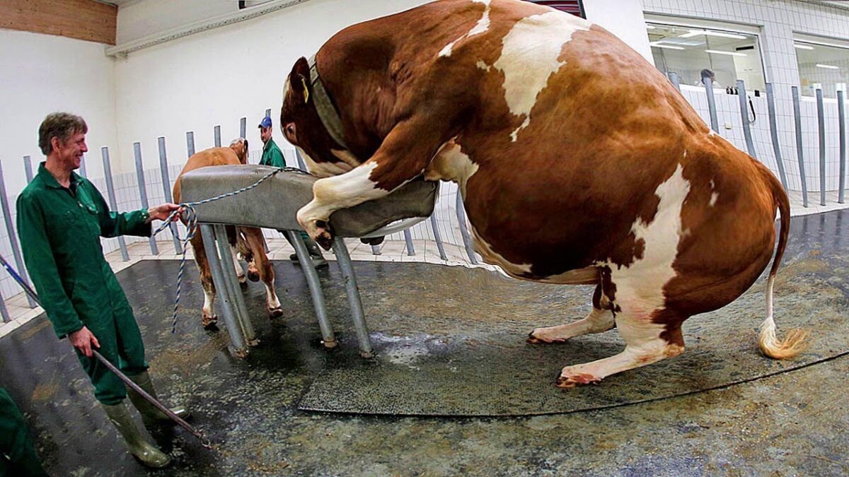 Amazing Modern Farming Cow Technology, Breeding Methods Save for Farm Thousands Dollar