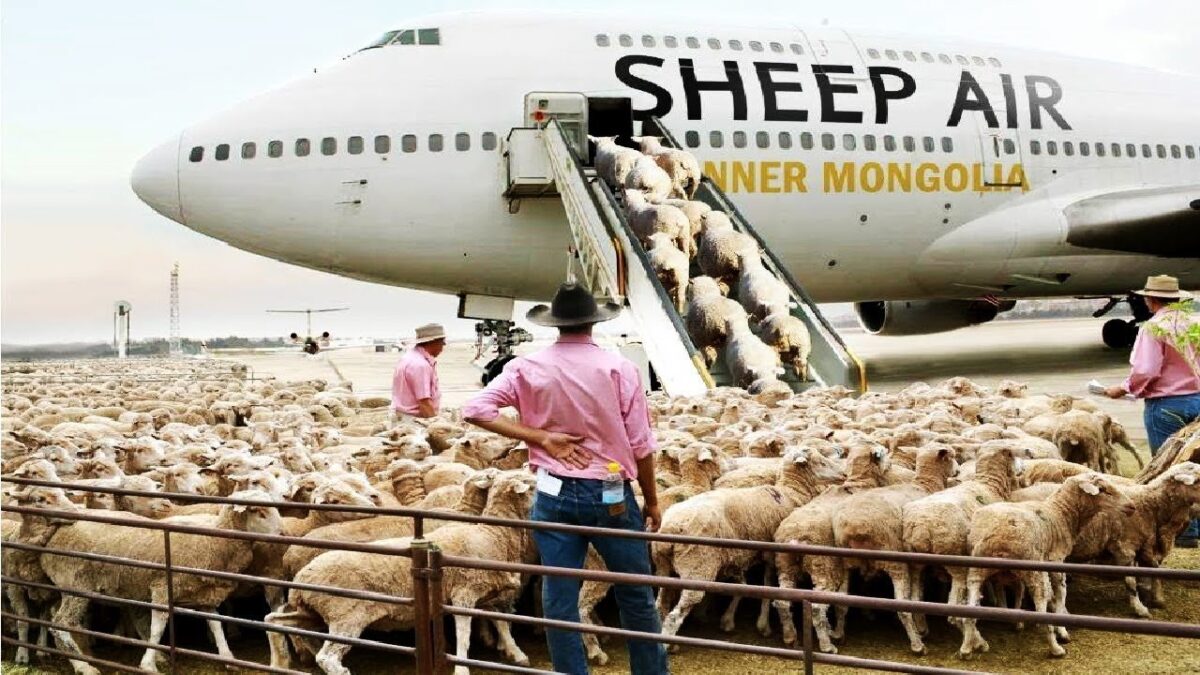 I never seen this incredible farming transport technology before. Amazing sheep goat farming methods