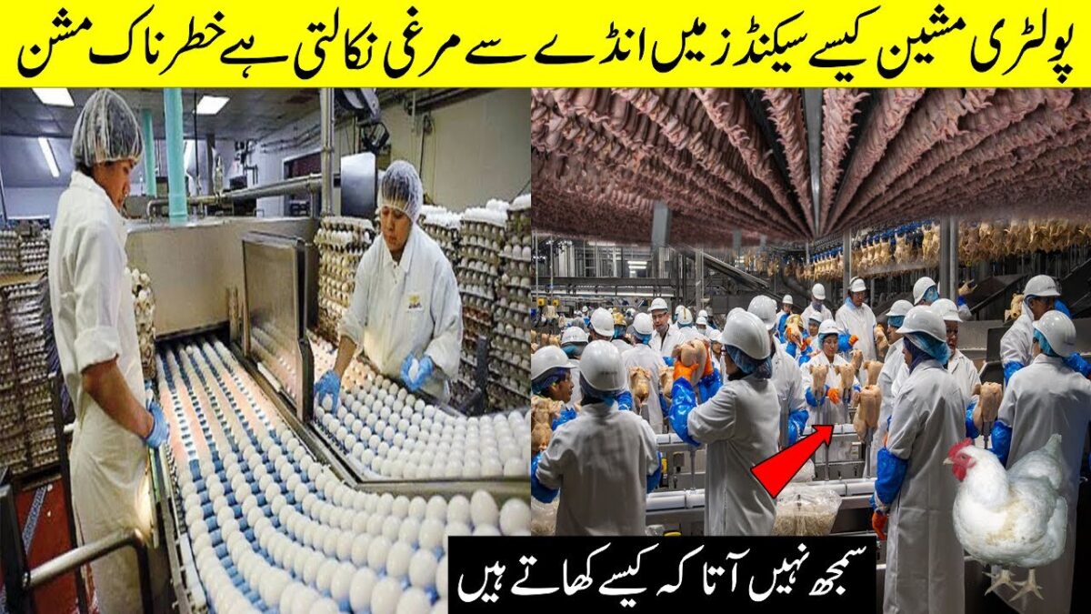 How Poultry Farm Make Eggs and Meat || Poultry Farm Technology